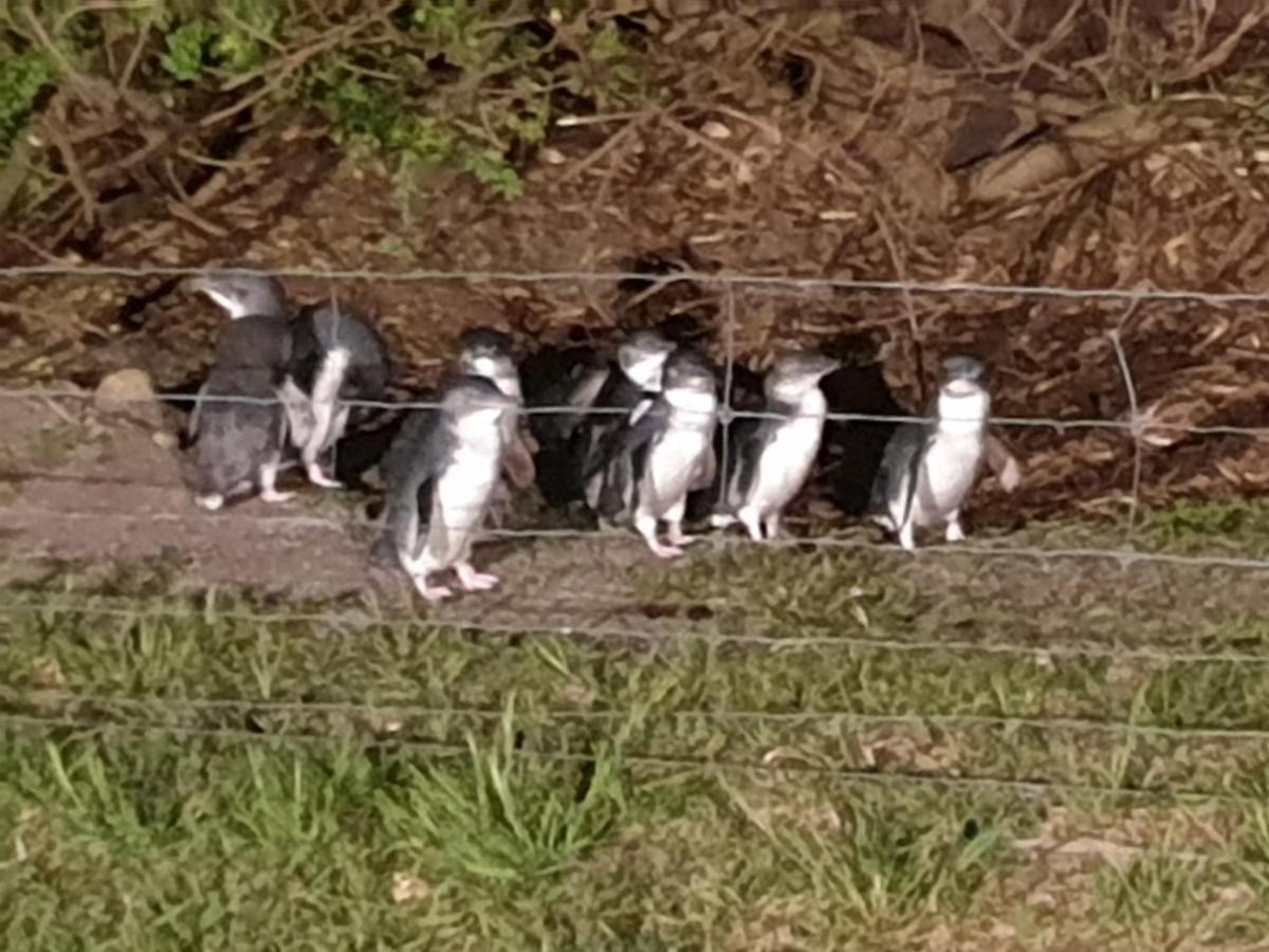 Diamond Island Resort, Restaurant & Bar And Penguin Show Bicheno Buitenkant foto