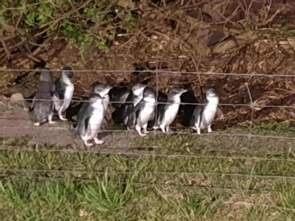 Diamond Island Resort, Restaurant & Bar And Penguin Show Bicheno Buitenkant foto
